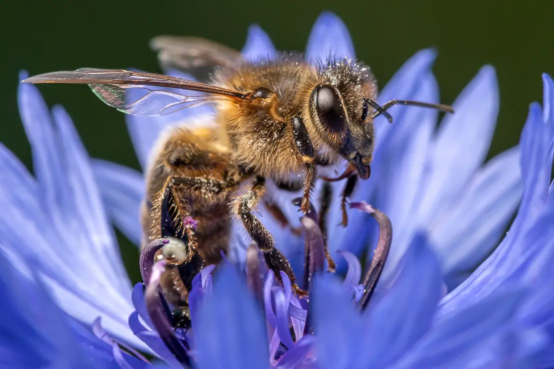 Honigbiene auf Kornblume (Apis; Centaurea cyanus) [1]